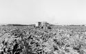 Agrarland Vorderpfalz 40
