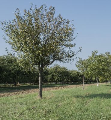 Streuobstwiesen