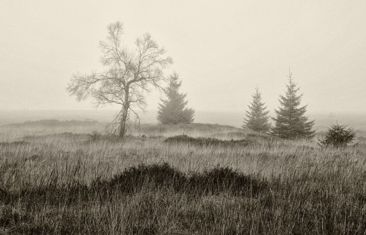 Hohes Venn 16