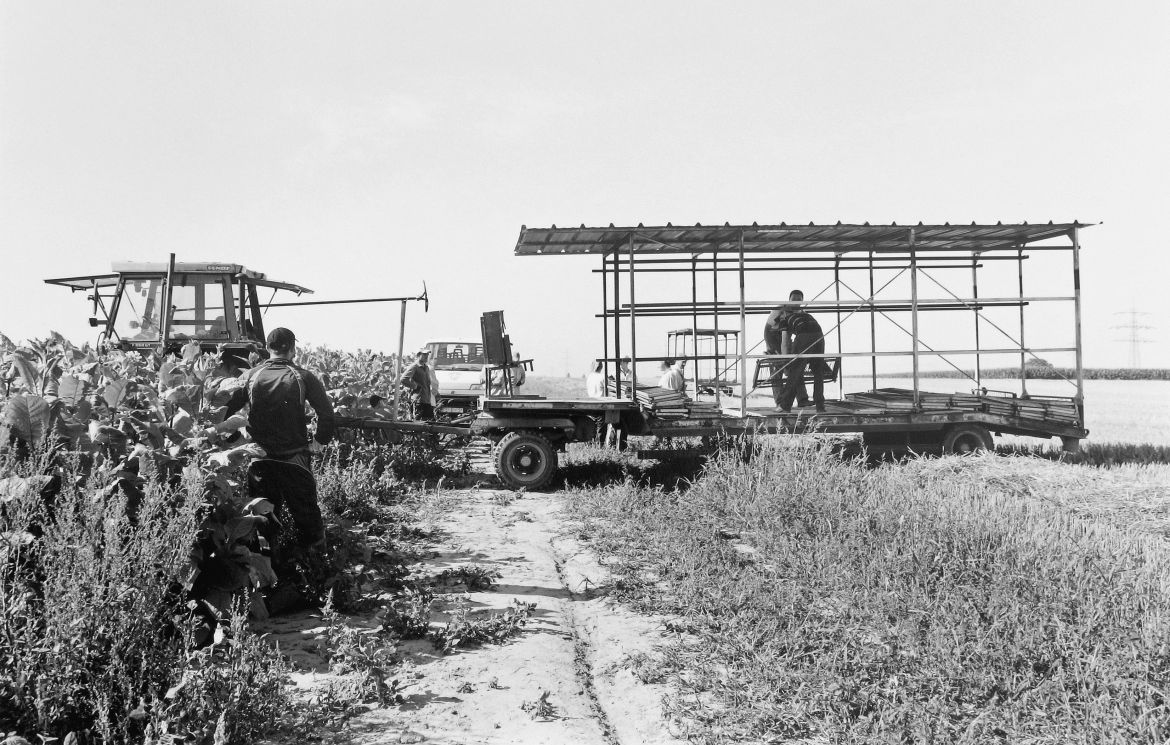 Agrarland Vorderpfalz 56