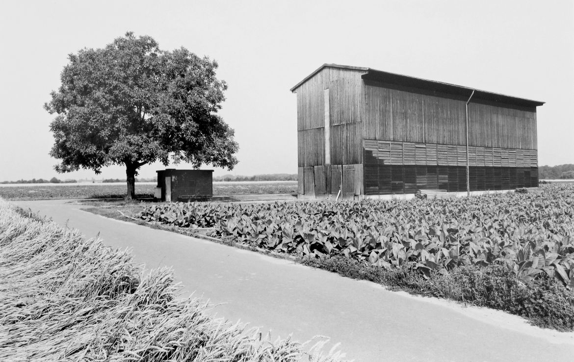 Agrarland Vorderpfalz 52