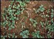 VK_Forb.xx3